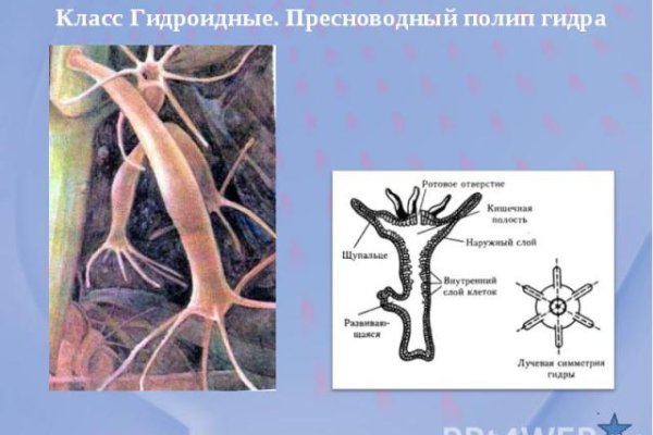 Кракен шоп krakenweb site